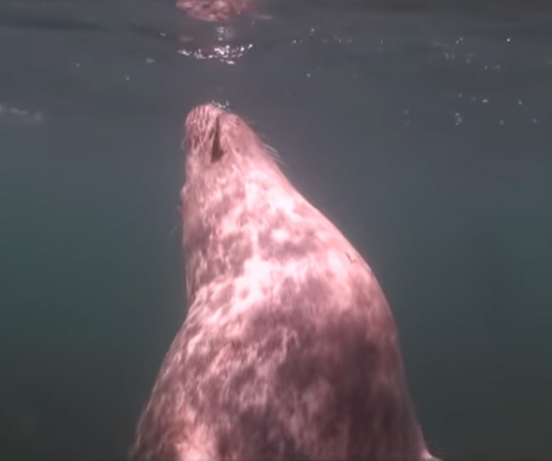 Этот ныряльщик не мог понять, что ему пытается сказать тюлень
