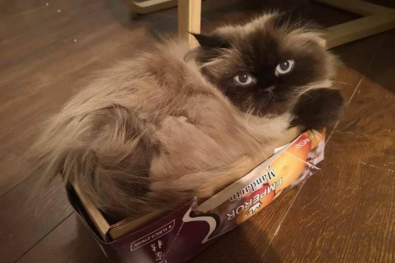 Фотографии, которые доказывают, что целеустремленный питомец может втиснуться практически во что угодно