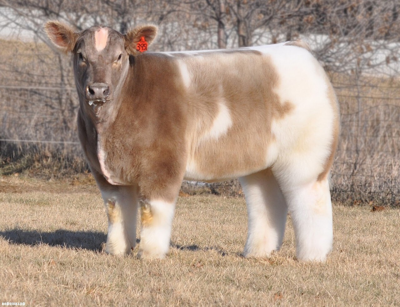 Животные, о Существовании Которых вы Не Подозревали