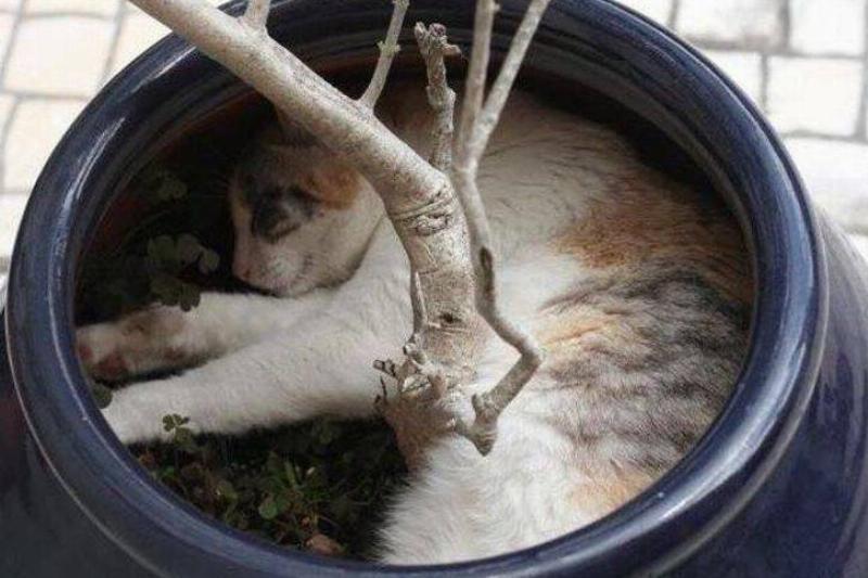 Фотографии, которые доказывают, что целеустремленный питомец может втиснуться практически во что угодно