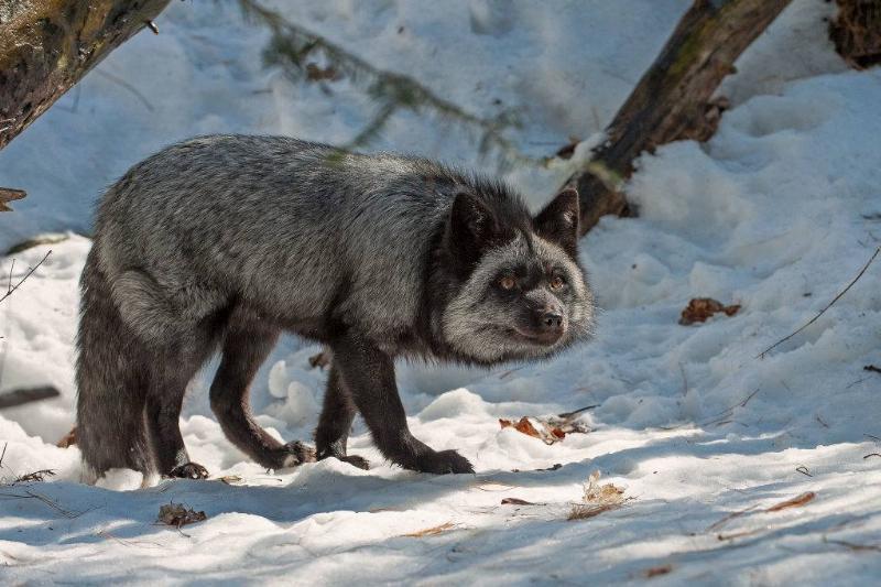 Чрезвычайно редкое животное приблизилось к этой семье прямо на заднем дворе