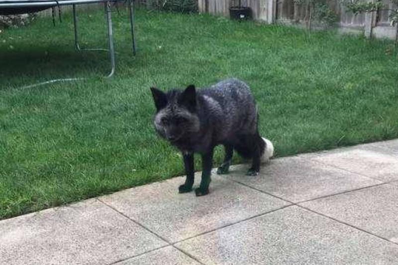 Чрезвычайно редкое животное приблизилось к этой семье прямо на заднем дворе