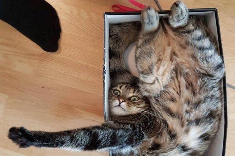 Фотографии, которые доказывают, что целеустремленный питомец может втиснуться практически во что угодно