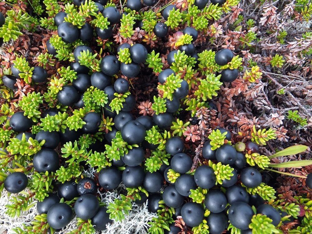 В продолжение темы: о сохранении сказок малых народов нашей страны