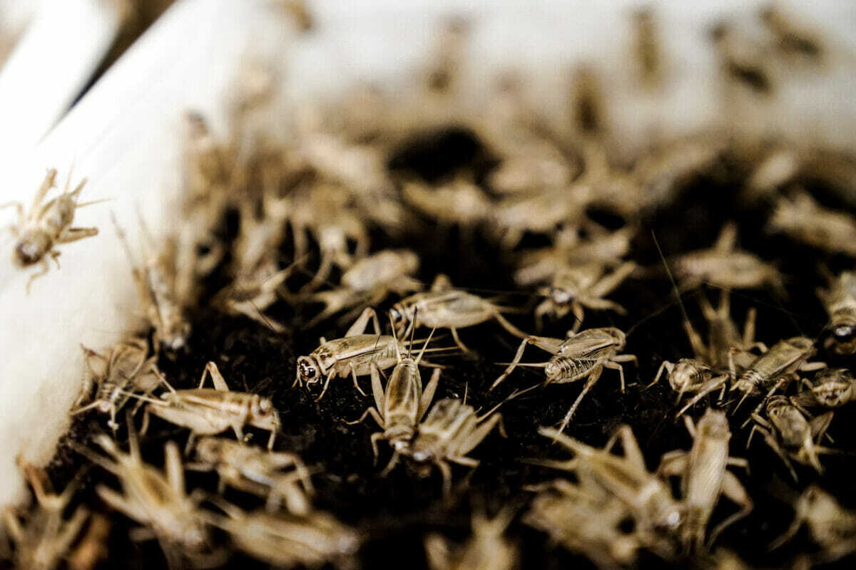 Тенденция к жужжащим съедобным насекомым набирает обороты на Западе