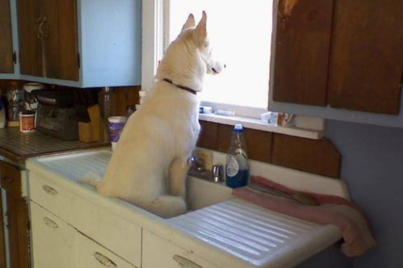 Фотографии, которые доказывают, что целеустремленный питомец может втиснуться практически во что угодно