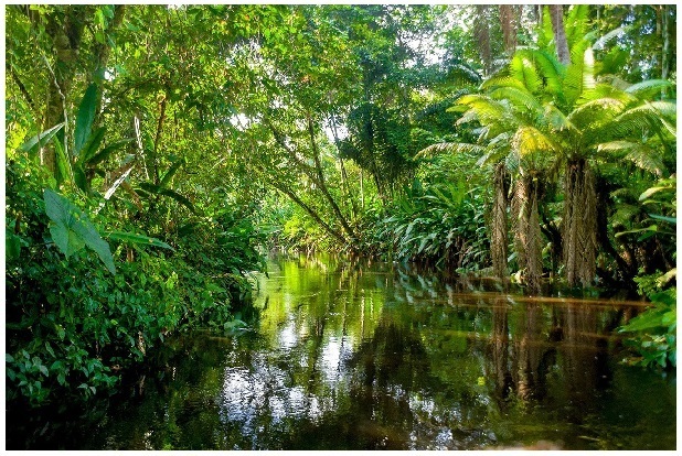Легендарная река – Амазонка. Прекрасная туристическая достопримечательность!
