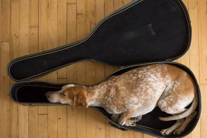 Фотографии, которые доказывают, что целеустремленный питомец может втиснуться практически во что угодно