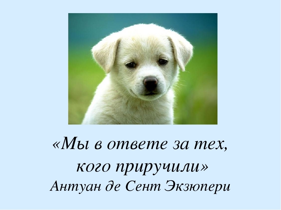 Мой первый щенок, опыт ухода и воспитания