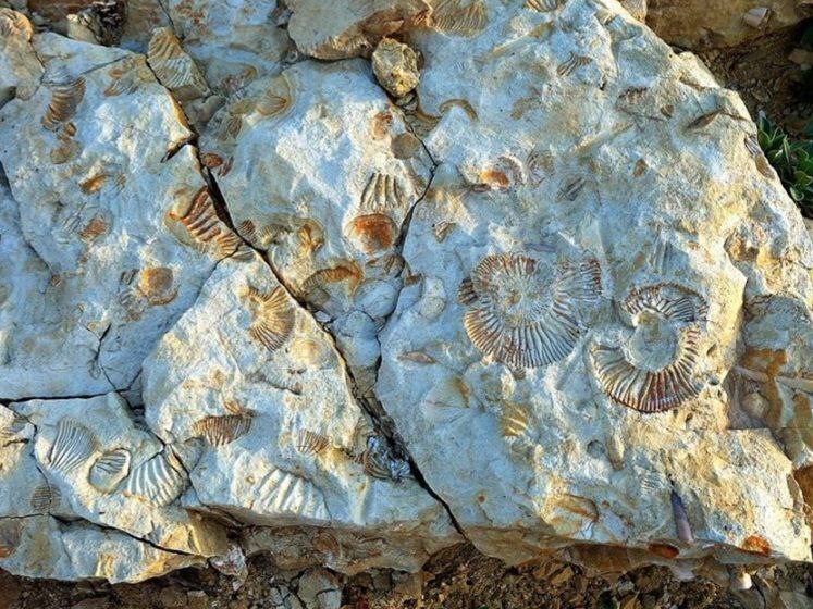 В 2013г альпинисты обнаружили на вершине Эвереста окаменелости морских лилий и моллюсков