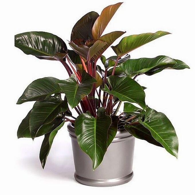 Опасная красота. Какие цветы нельзя держать дома.