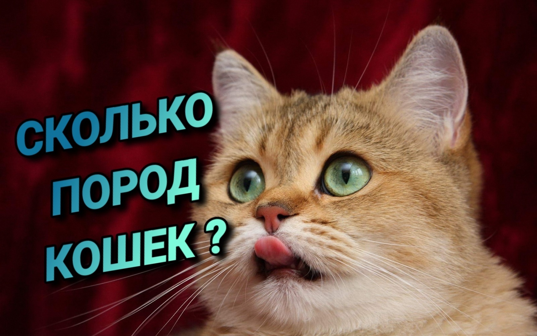 Сколько существует пород кошек
