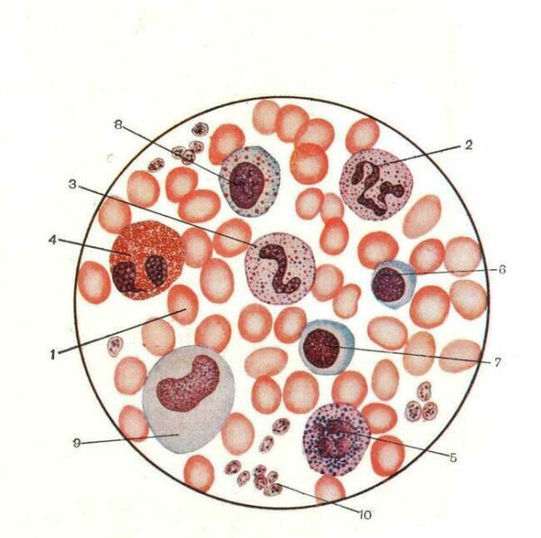 Рисунок крови человека под микроскопом