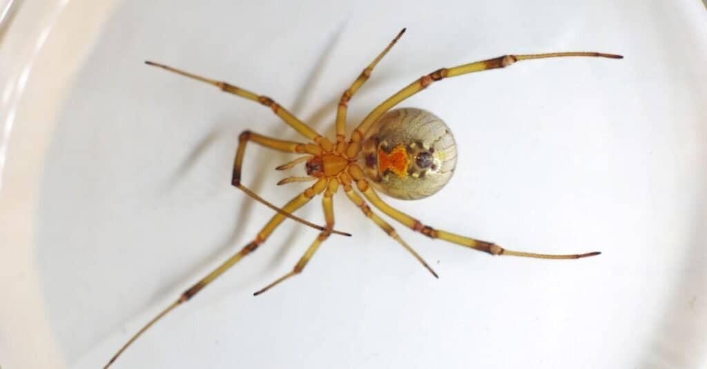 Страшные пауки найденные на Ямайке.