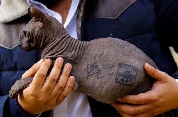 Досрочное освобождение котика