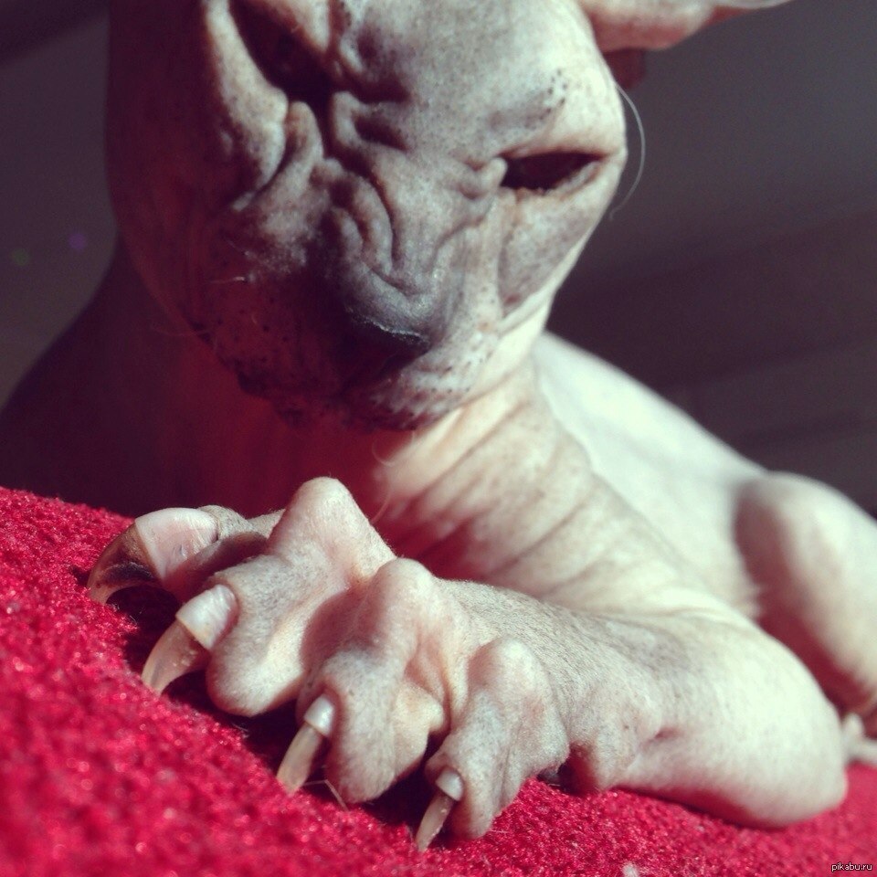 Досрочное освобождение котика