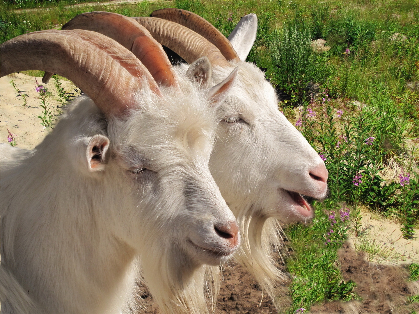 Одна история про козлов. Этот козлик очень игривый, когда есть трава.