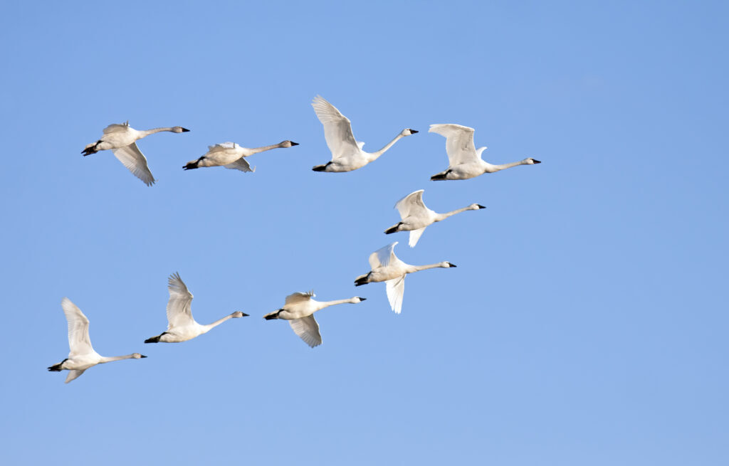 Куда улетают лебеди зимой.