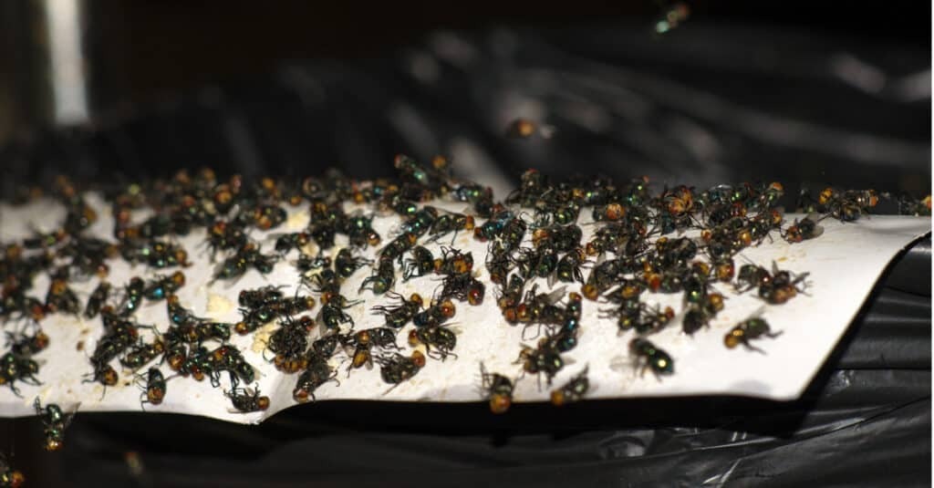 Как избавиться от мух в доме.