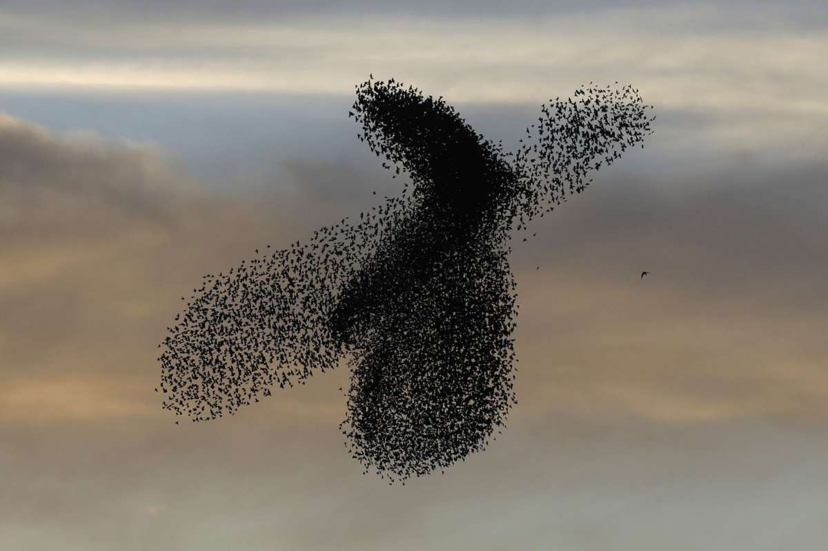 Мурмурация. Это стоит увидеть.