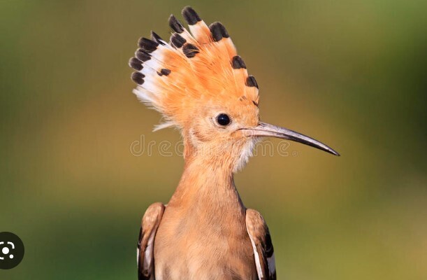 Загадочное исчезновение редкой птицы
