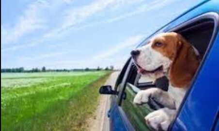 Невероятное путешествие потерявшейся собаки