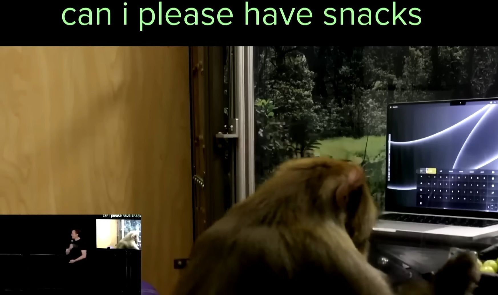 Илон Маск пообещал имплантировать чип в мозг человека