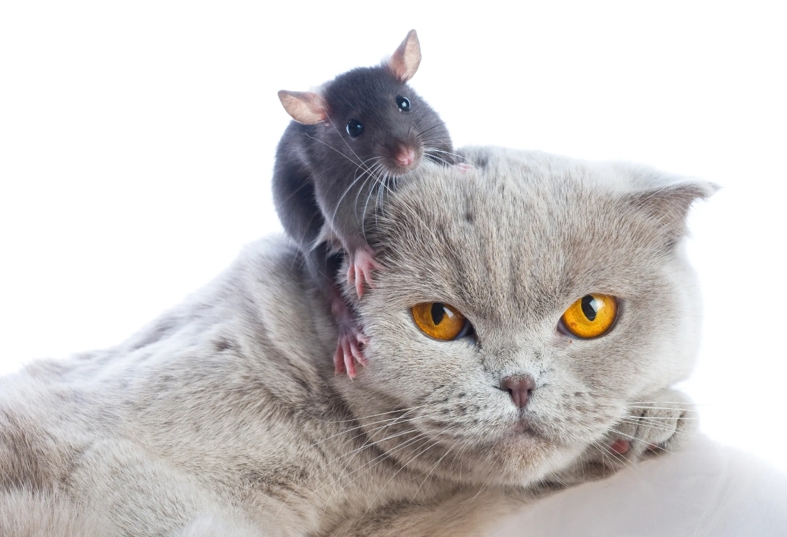 6 животных, которые могут определять болезни человека.