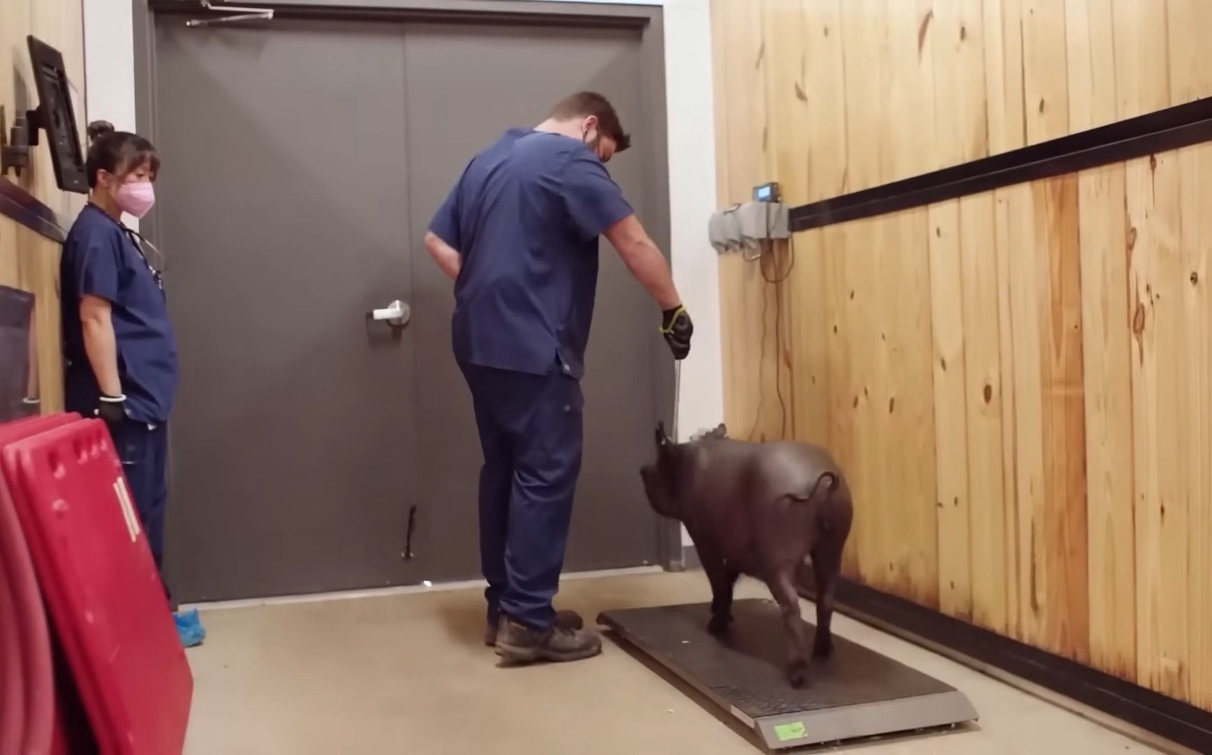 Илон Маск пообещал имплантировать чип в мозг человека