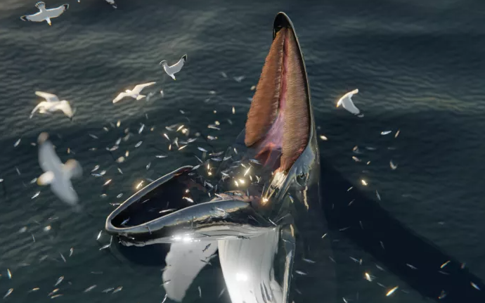 Кракен? Русалка? Мифические морские монстры могли быть китами, ведущими себя странно.