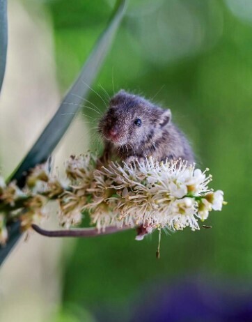 Приключения храброго мышонка