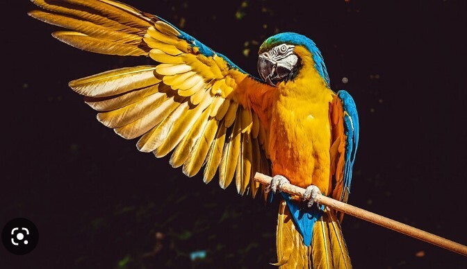 Любопытный случай с говорящим попугаем