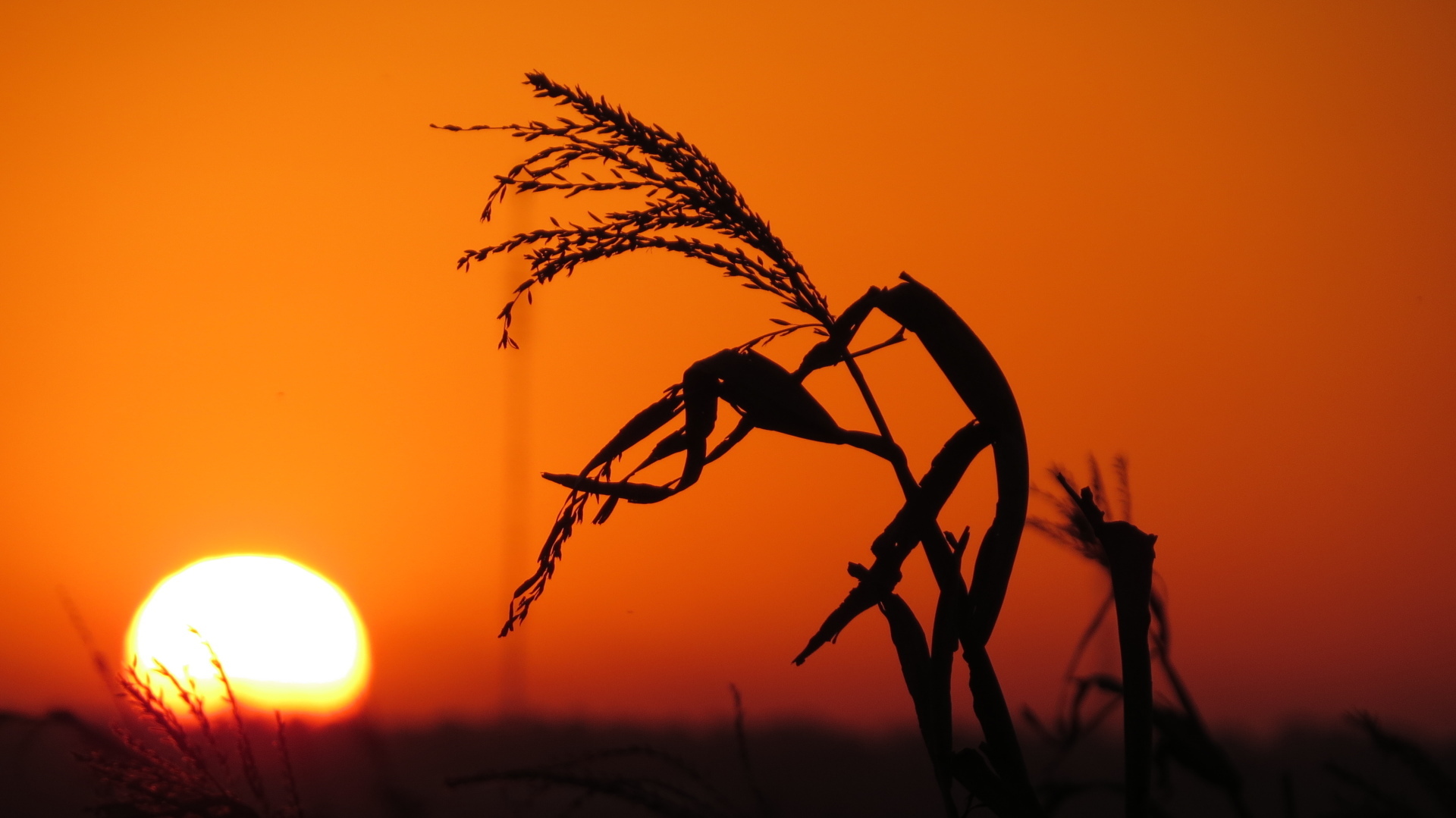 Огурец и помидор с одной стороны, и кукуруза с другой. Это не просто бой, а настоящий эпический поединок.