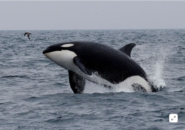 У зубатых китов производство звука происходит через нос