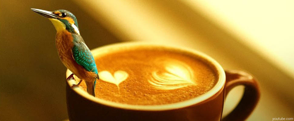 Чашку кофе вам принесут птицы и пчелы