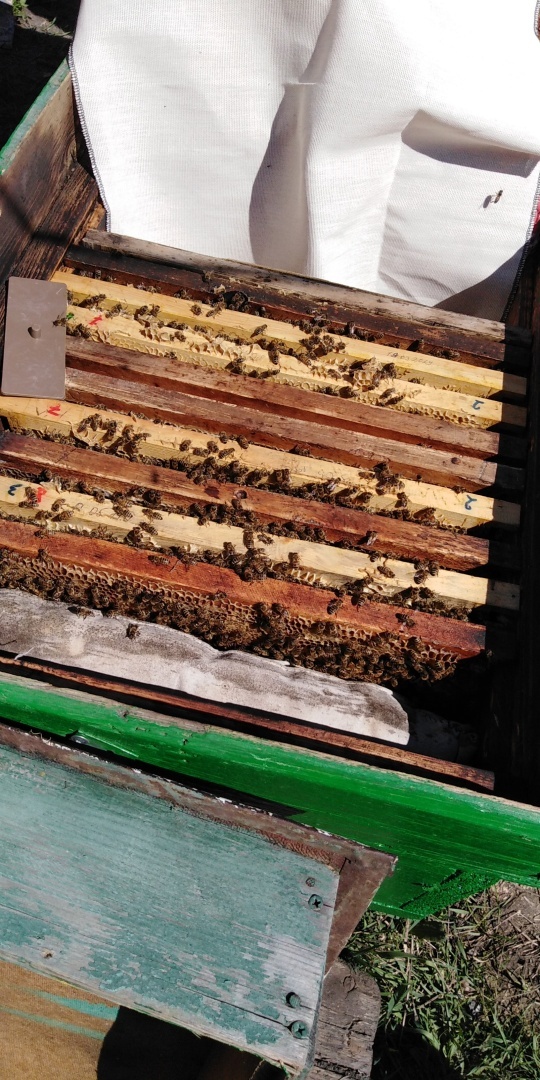 Для желающих заняться пчеловодством