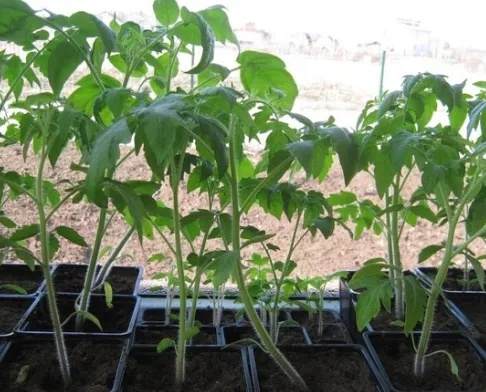 Что делать когда вытягивается рассада