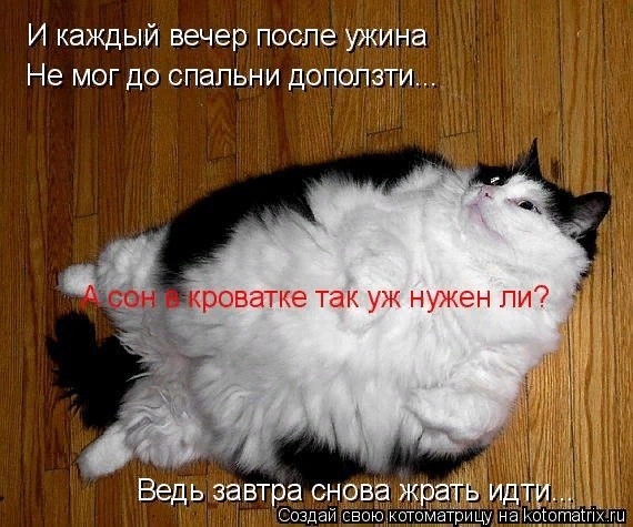 Мартовские коты, или весна идет, весне дорогу ( ч. 2)