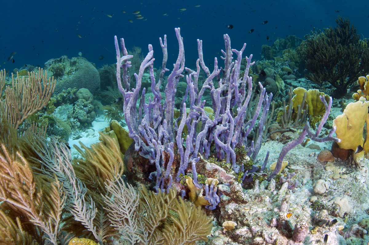 Швейцарский миллиардер пожертвует 1 миллиард долларов в течение следующего десятилетия, чтобы спасти Землю