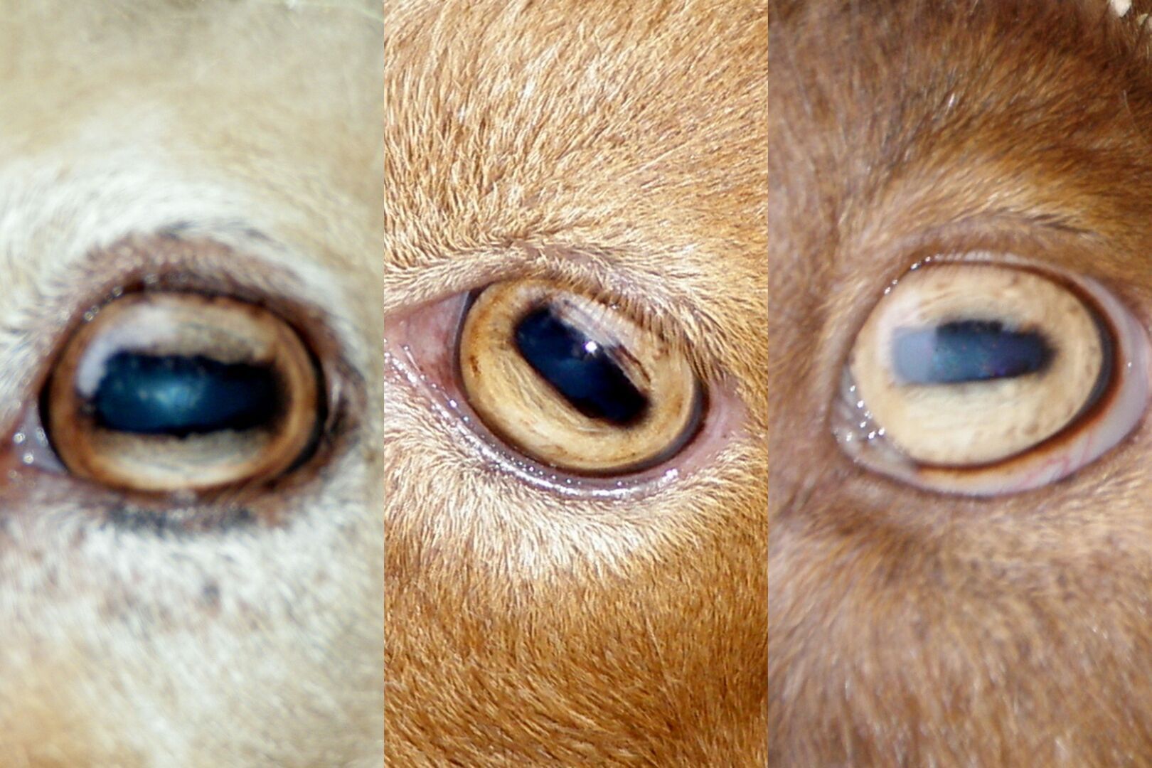 Почему у хищников зрачок вертикальный, а у травоядных горизонтальный?