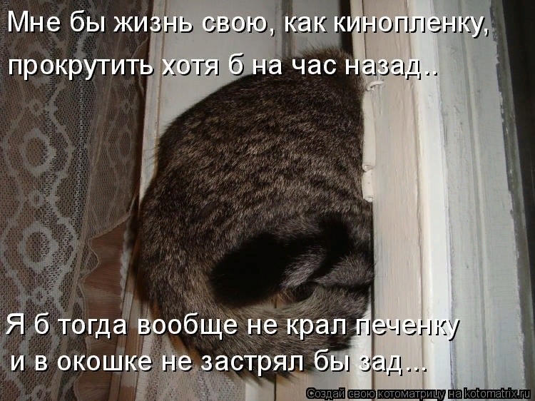 Мартовские коты, или весна идет, весне дорогу ( ч. 2)