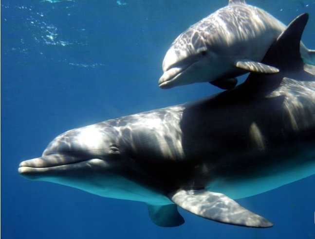 У зубатых китов производство звука происходит через нос