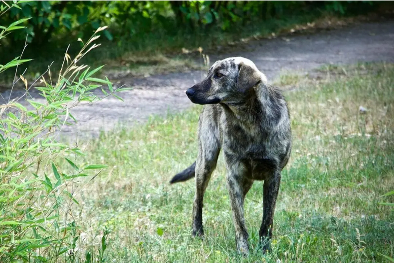 В чернобыльских бродячих псах ученые ищут влияние радиации на ДНК