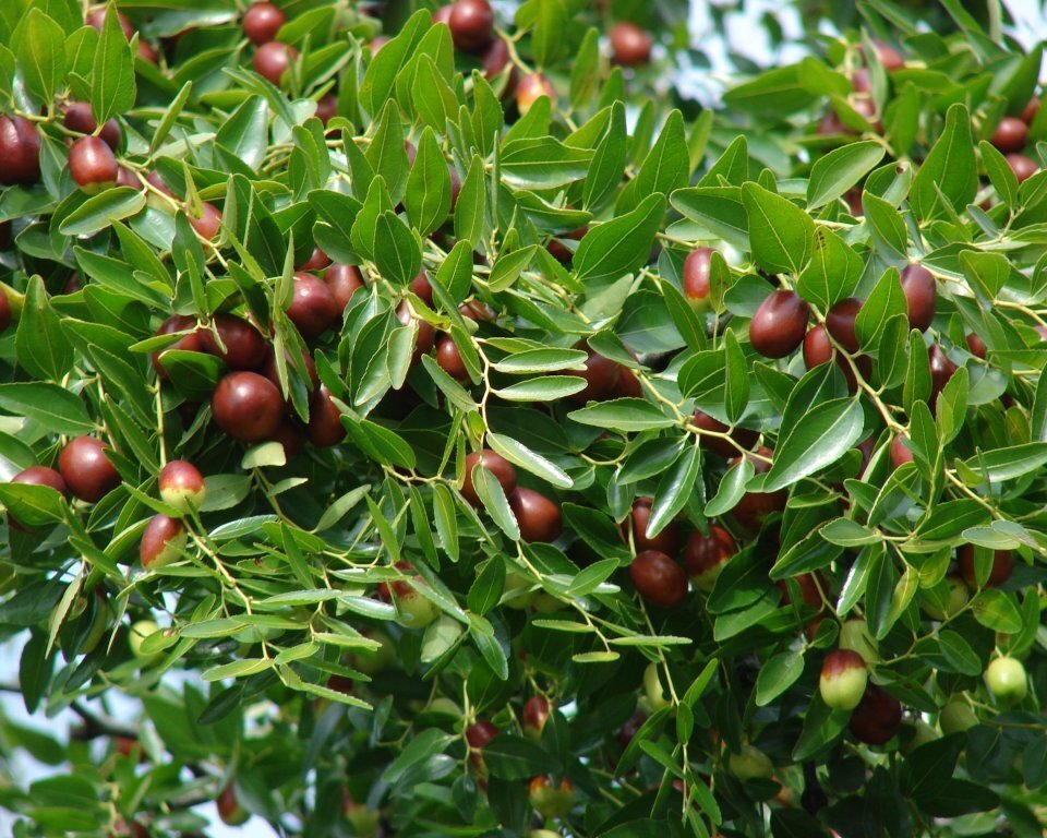Зизифус в помощь гипертоникам и дачникам.