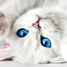 ЗООтерапия, г. Казань