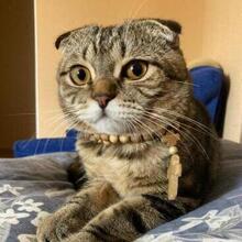 Игорь Авдеев, г. Балашов