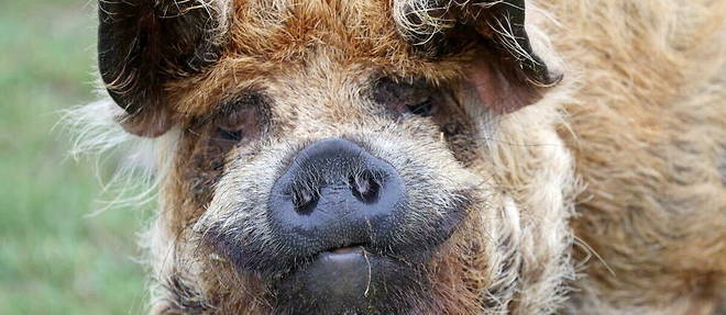 Шампанское: виноградари используют карликовых свиней для вспахивания почвы