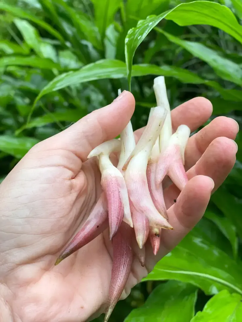 Есть причина, по которой эти тропические растения выглядят достаточно хорошо, чтобы их можно было есть