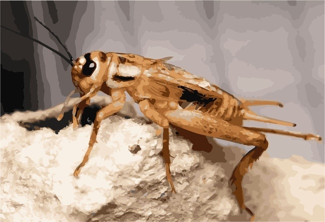 Попробуй увидеть сверчка-певуна