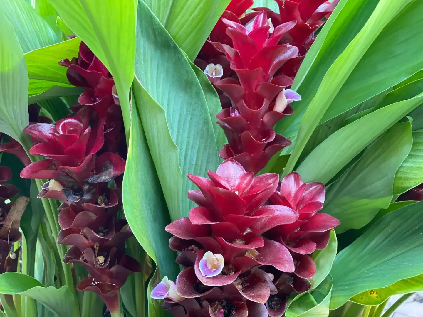 Есть причина, по которой эти тропические растения выглядят достаточно хорошо, чтобы их можно было есть